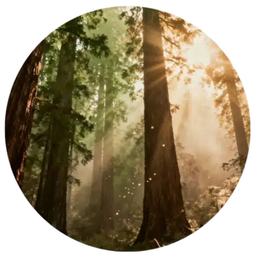 1. Selecting timber types